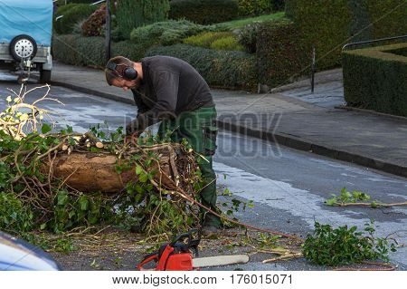 Forestry worker sawing a tree trunk with a chainsaw and professional tool.