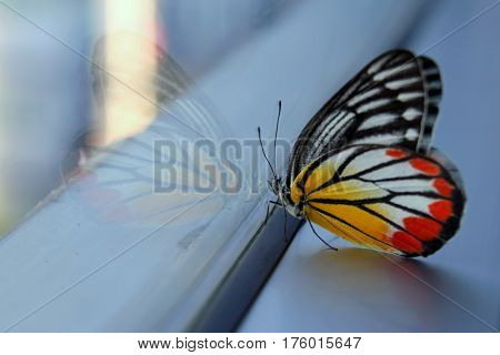 White-yellow-orange Jezebel butterfly on the window in the morning.