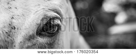 headshot of a horse ready for dressage riding