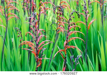 Crocosmia (montbretia), Coppertips, or Falling Stars in bloom.