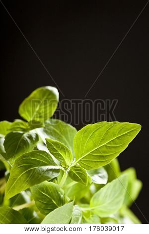 Fresh Leaves Of Mint