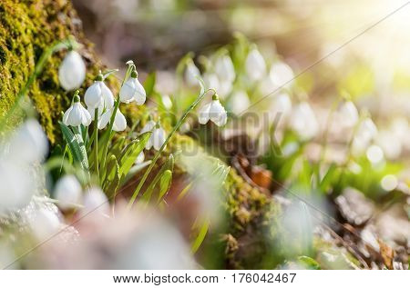 Beautifull Snowdrops Galanthus Plicatus Near Moss Covered Stump