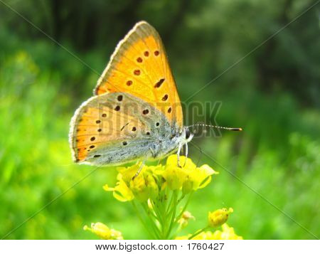 Butterfly2