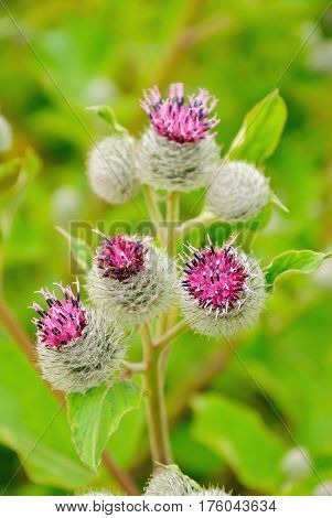 Flowering Great Burdock (Arctium lappa) on meadow
