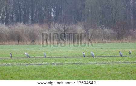 seven blue Herons in Meadow before park Rhijnauwen between utrecht and Bunnik in Holland