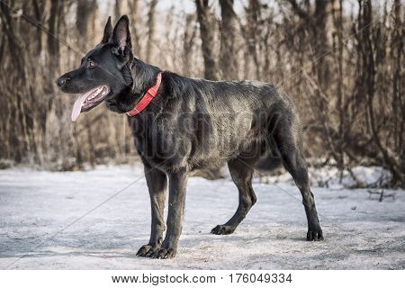 Black Belgian Shepherd Groenendael Full Lenght Portrait In The Winter Forest