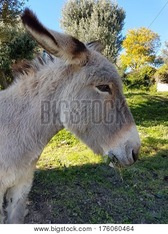 Beautiful Donkey Eating Grass Under the Olive Trees - Closeup Side View