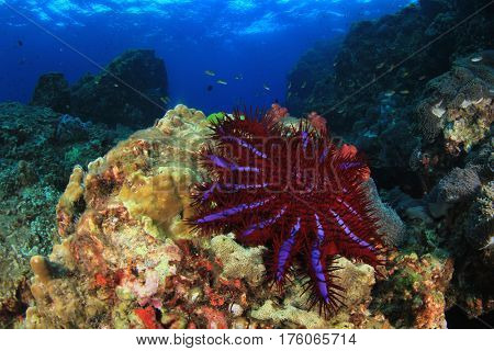 Crown-of-thorns Starfish