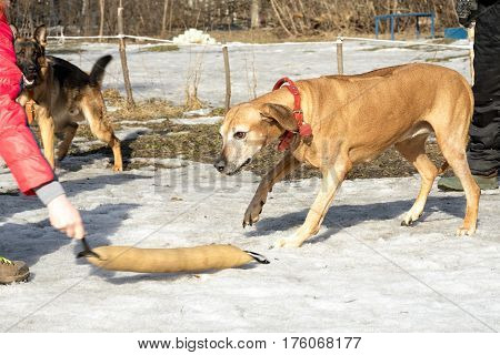 Rhodesian Ridgeback Dog Attacks And Bites During The Training Course