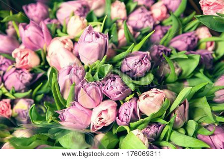 Pink tulips in the basket in studio on black background