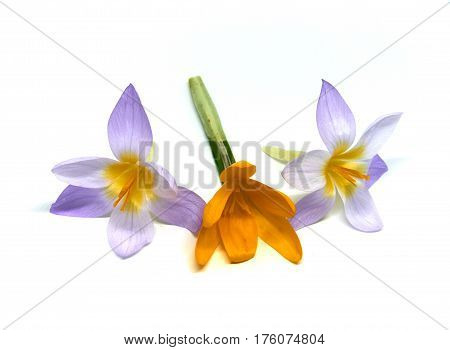 wild Crocuses on a white background isolated