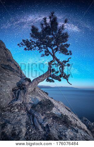 Lonely Pine Tree In A Moon Light