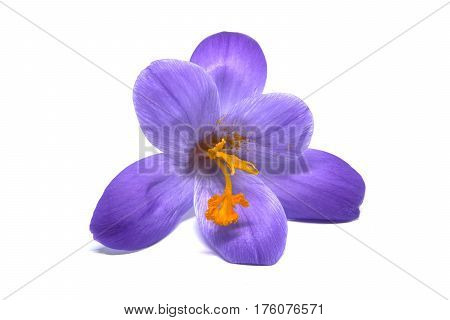 wild Crocuses on a white background isolated