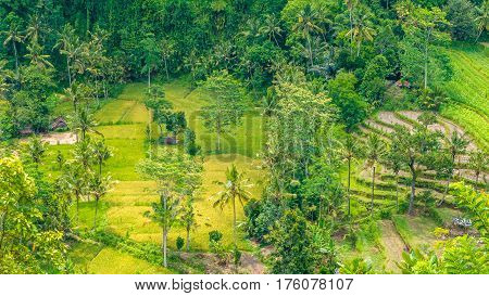 Rice tarrace and small village in Sidemen, Bali, Indonesia.
