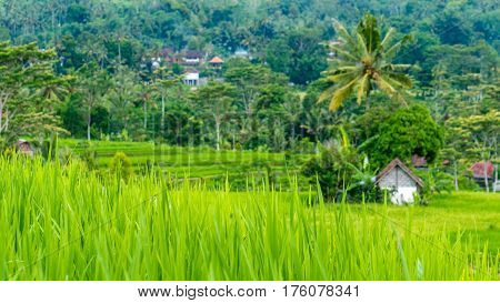 Lush green Rice tarrace in Sidemen, Bali, Indonesia