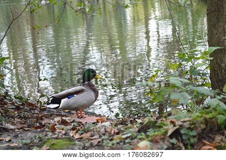 Wild duck by the lake in Maksimir park in Zagreb, Croatia