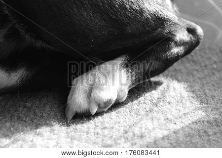 Dog's rare leg with claws. Black and white dog's leg on the textile pad. Detail of dog's paw with joint.