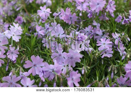 Creeping phlox border of violet color. Violet small flowers of moss phlox in the garden. Flowers of mountain phlox in sunny garden.