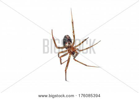 Spider hanging belly on isolated white background