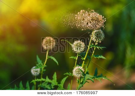 Disintegrating flower in the sun on green background