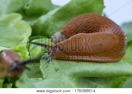 snail with lettuce leaf