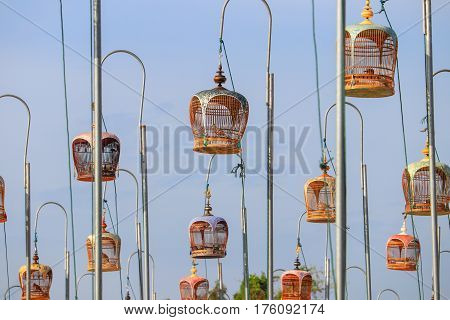 Zebra Dove (Geopelia striata) contest bird tradition south in Thailand