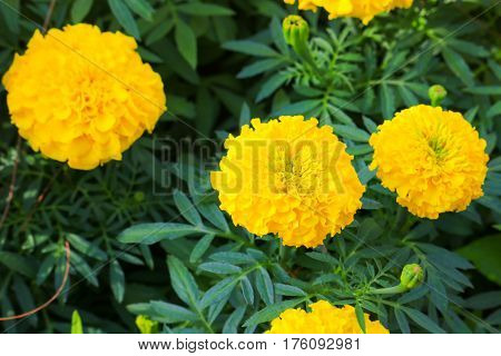 marigold yellow flower blooming beautiful in garden (Tagetes erecta Mexican marigold Aztec marigold African marigold)