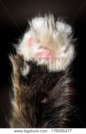 Detail macro shot of soft Cat paws black background.