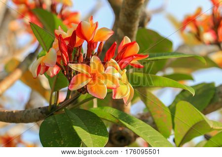 plumeria flower yellow or desert rose beautiful on tree ( Common name Apocynaceae Frangipani Pagoda Temple )
