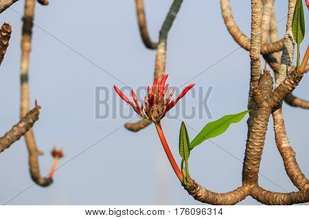 plumeria flower pink or desert rose beautiful on tree ( Common name Apocynaceae Frangipani Pagoda Temple )