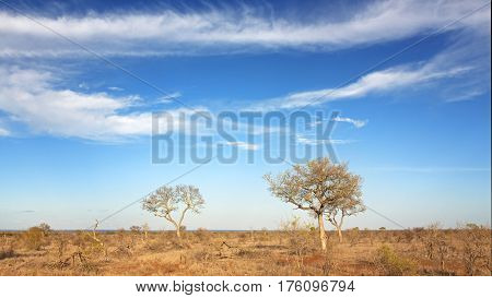 Under African skies. The scrubland of Kruger National Park following a severe drought. South Africa. 