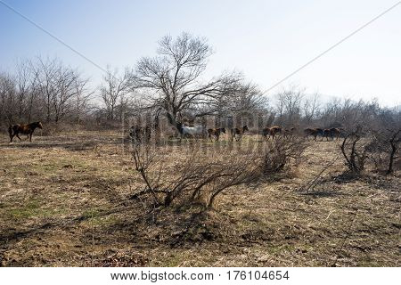 Wild Horses On Delta Of River Evros, Geece.