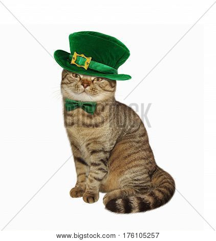 The cat in disguise for St. Patrick's Day. White bacground.