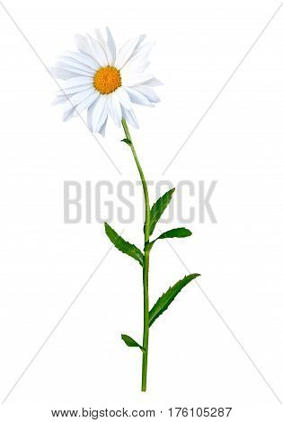 daisies summer flower isolated on white background.