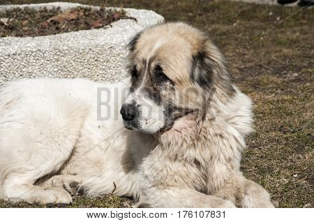 Central Asian big white shepherd livestock guardian dog head closeup