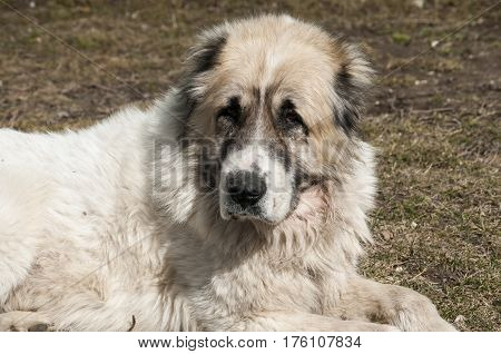 Central Asian big white shepherd livestock guardian dog head closeup