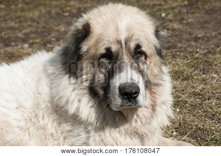 Central Asian big white shepherd livestock guardian dog head closeup