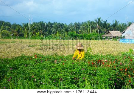 Man woman harvesting in a tropical plantation of rice or flowers.