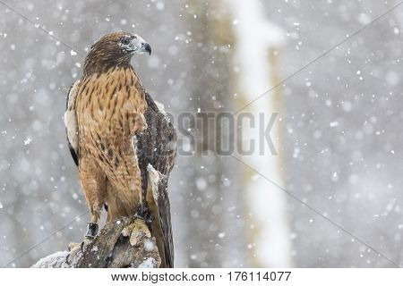 A Red Tailed Hawk sits in the middle of a snowstorm.