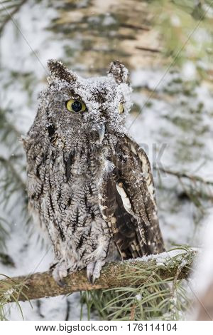 A Western Screech Owl sits on a tree branch in the middle of a snowstorm.