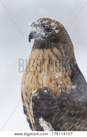 A Red Tailed Hawk sits in the middle of a snowstorm.