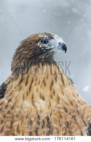 A Red Tailed Hawk sits in the middle of a snowstorm.