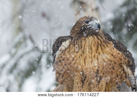 A Red Tailed Hawk sits in the middle of a snowstorm.