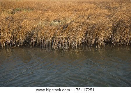 Part Of The Delta Of River Evros, Greece