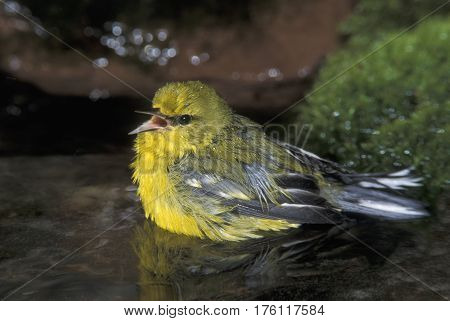 A Blue-winged Warbler, Vermivora cyanoptera singing while bathing in a forest pond