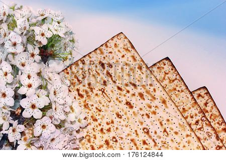 jewish holiday of Passover, branch of a blossoming tree and matzo