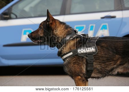 Italian Police Dog While Patrolling The City Streets Before The