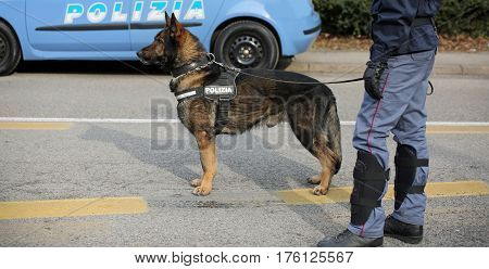 Italian Police Dog While Patrolling The City Streets Before The