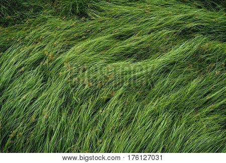 Cocograss close up beautiful green Nut grass pattern from garden