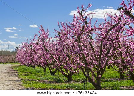 Blossoming peach tree in Aitona, a beautiful taown in CAtalonia, Spain. Flowers sprout with sweetness and show the way of the natural process that will end with the fruits in the tree. During the spring the landscape is transformed and the fields flowered